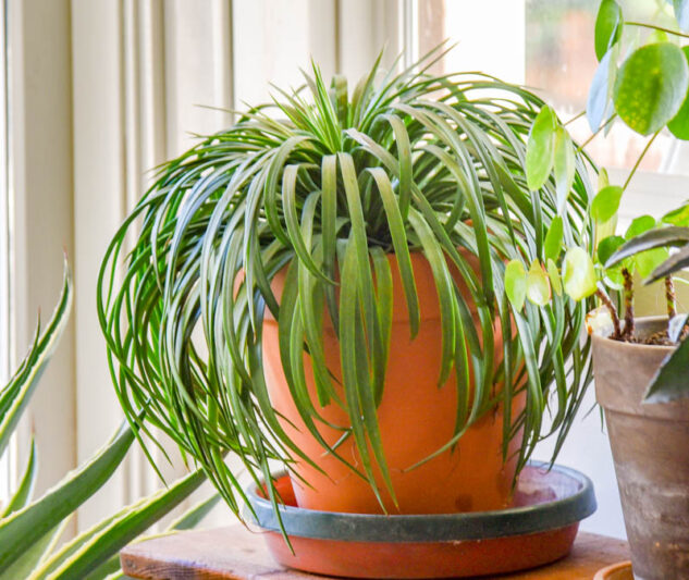 Mangave 'Bad Hair Day', Bad Hair Day Mangave, Succulent, Perennial Succulent