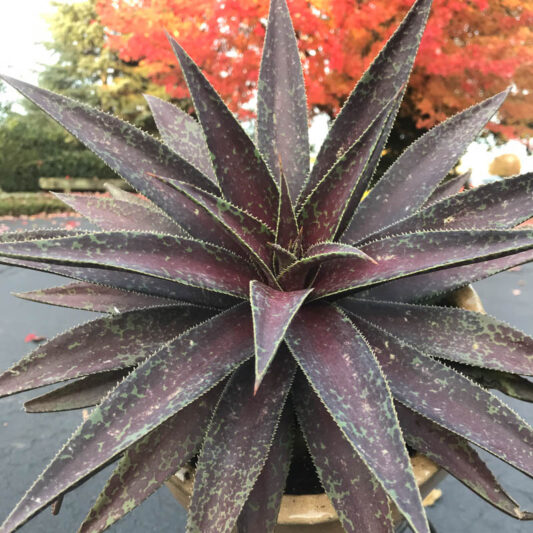Mangave 'Blazing Saddles', Blazing Saddles Mangave, Succulent, Perennial Succulent