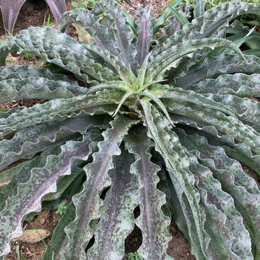 Mangave 'Dreadlocks', Dreadlocks Mangave, Succulent, Perennial Succulent