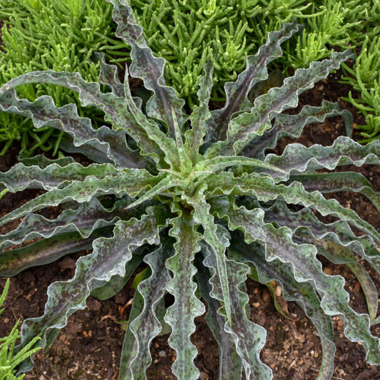 Mangave 'Dreadlocks', Dreadlocks Mangave, Succulent, Perennial Succulent