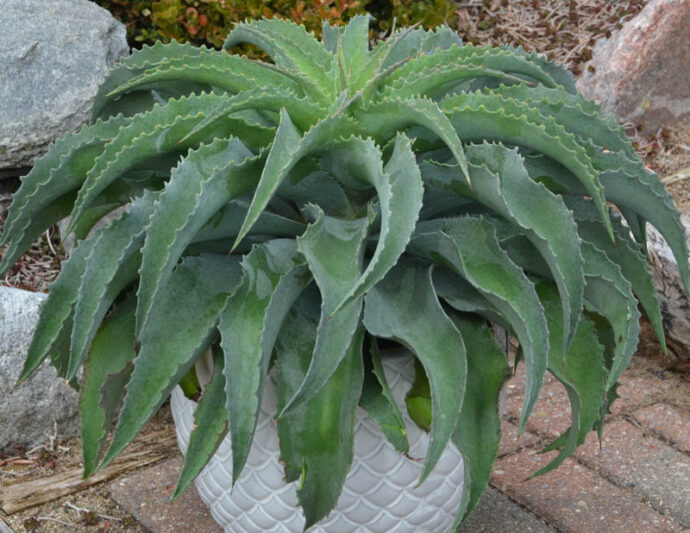 Mangave 'Falling Waters', Falling Waters Mangave, Succulent, Perennial Succulent