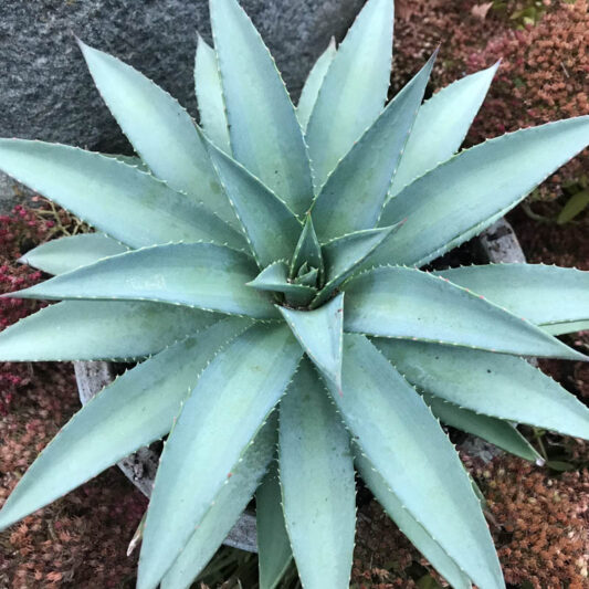 Mangave 'Frosted Elegance', Frosted Elegance Mangave, Succulent, Perennial Succulent