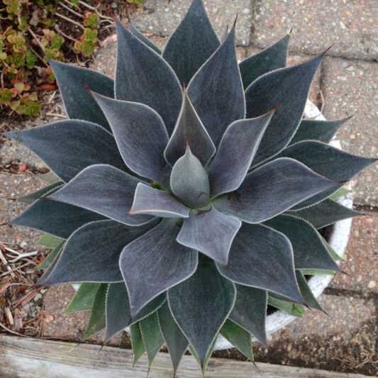 Mangave 'Lavender Lady', Lavender Lady Mangave, Succulent, Perennial Succulent