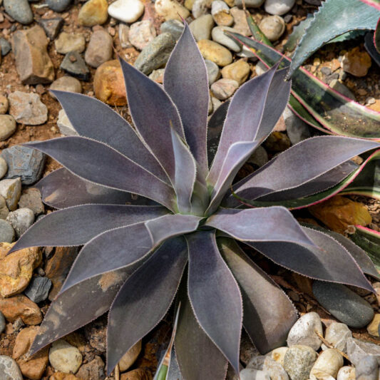 Mangave 'Lavender Lady', Lavender Lady Mangave, Succulent, Perennial Succulent