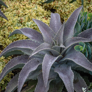 Mangave 'Mayan Queen', Mayan Queen Mangave, Succulent, Perennial Succulent
