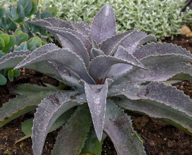 Mangave 'Mayan Queen', Mayan Queen Mangave, Succulent, Perennial Succulent