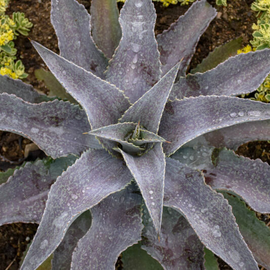 Mangave 'Mayan Queen', Mayan Queen Mangave, Succulent, Perennial Succulent