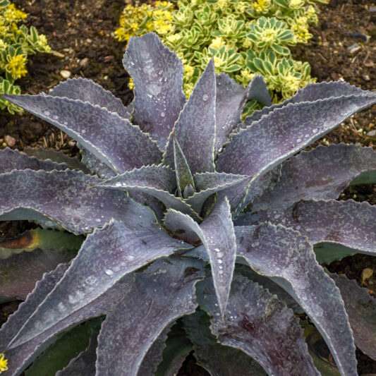 Mangave 'Mayan Queen', Mayan Queen Mangave, Succulent, Perennial Succulent