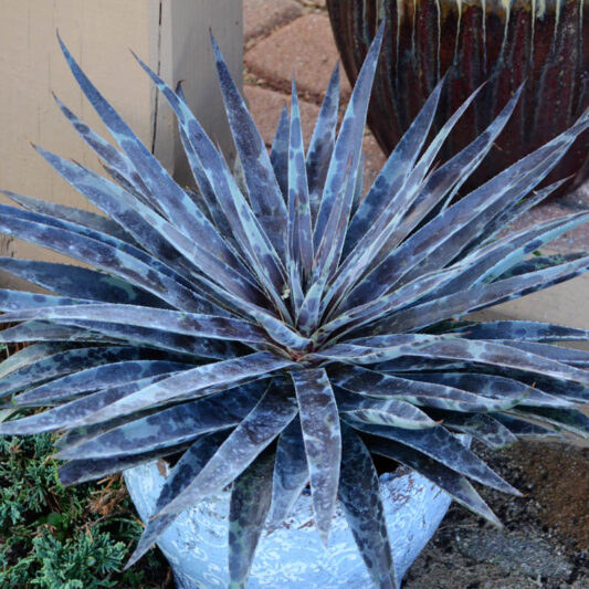 Mangave 'Moonglow', Moonglow Mangave, Succulent, Perennial Succulent