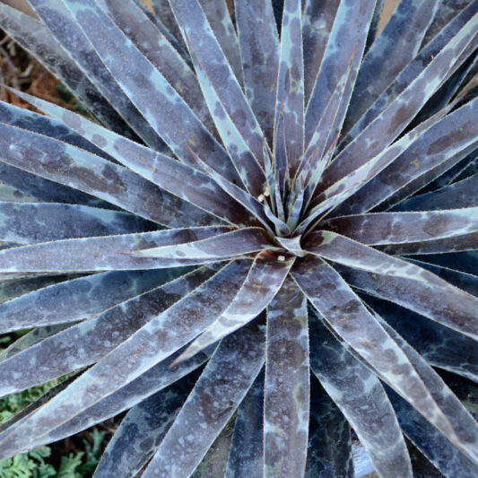 Mangave 'Moonglow', Moonglow Mangave, Succulent, Perennial Succulent