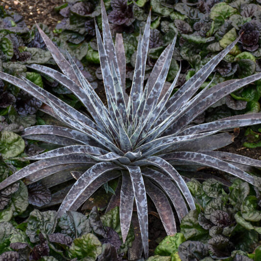 Mangave 'Moonglow', Moonglow Mangave, Succulent, Perennial Succulent