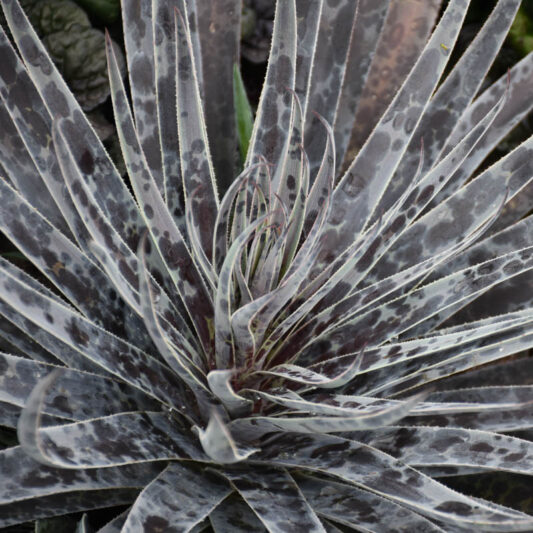 Mangave 'Moonglow', Moonglow Mangave, Succulent, Perennial Succulent