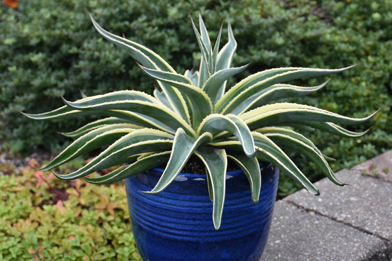 Mangave 'Navajo Princess', Navajo Princess Mangave, Succulent, Perennial Succulent