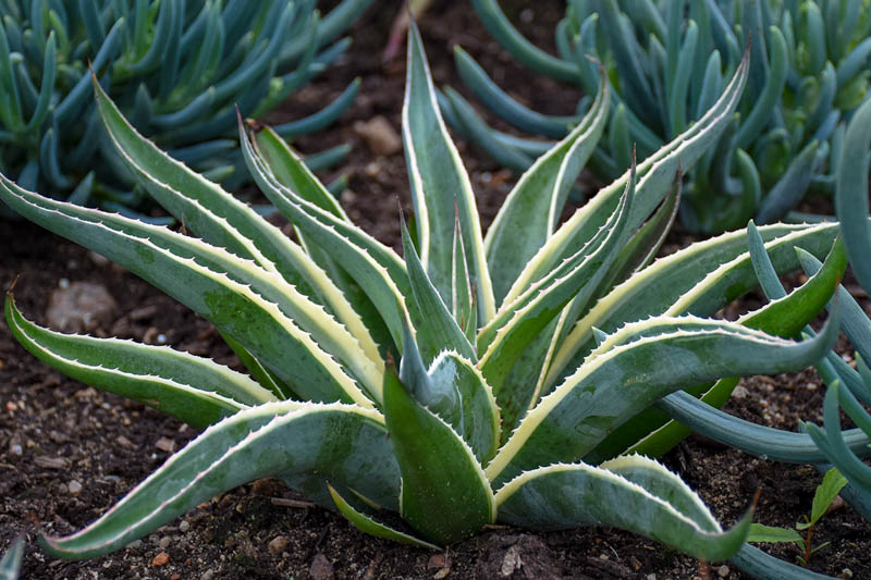 Mangave 'Navajo Princess', Navajo Princess Mangave, Succulent, Perennial Succulent