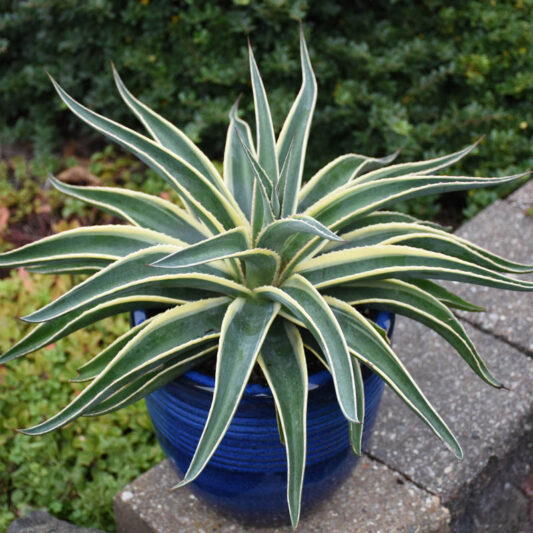 Mangave 'Navajo Princess', Navajo Princess Mangave, Succulent, Perennial Succulent