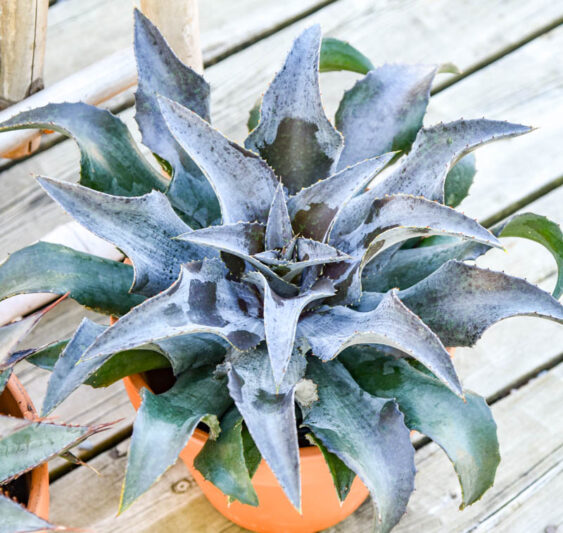 Mangave 'Night Owl', Night Owl Mangave, Succulent, Perennial Succulent