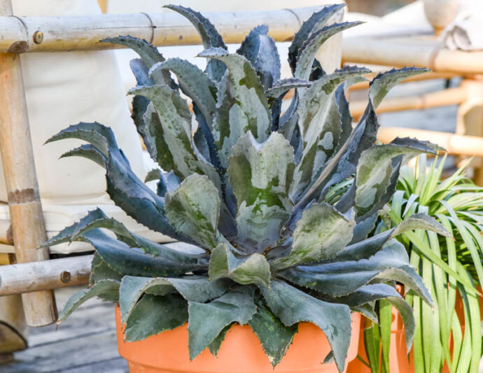 Mangave 'Night Owl', Night Owl Mangave, Succulent, Perennial Succulent