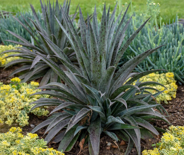 Mangave 'Pineapple Express, Pineapple Express Mangave, Succulent, Perennial Succulent