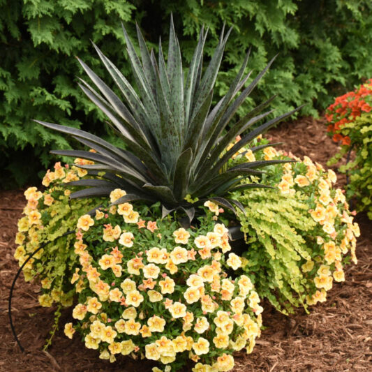 Mangave 'Pineapple Express, Pineapple Express Mangave, Succulent, Perennial Succulent