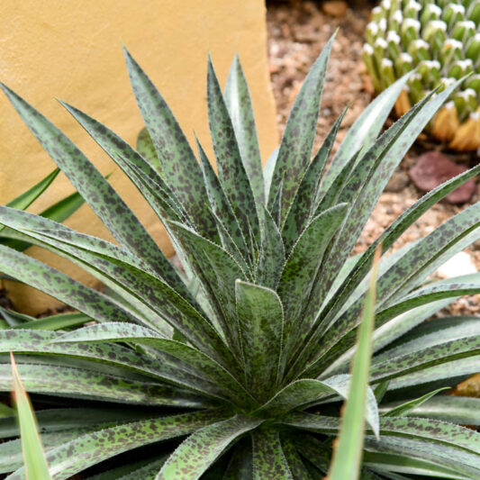 Mangave 'Pineapple Express, Pineapple Express Mangave, Succulent, Perennial Succulent