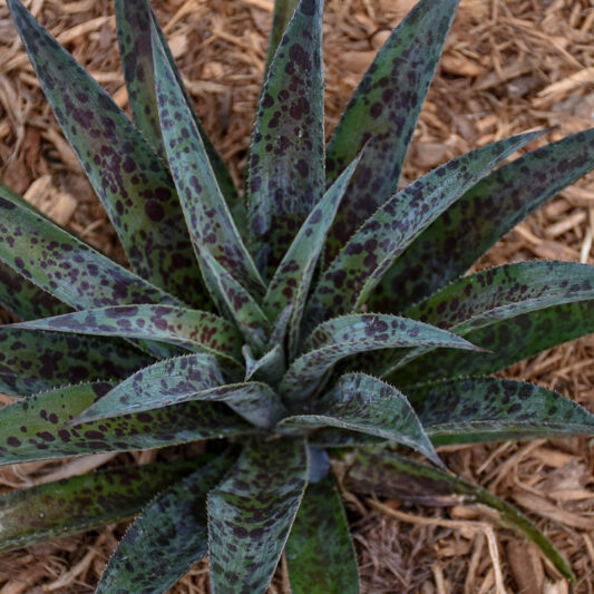 Mangave 'Pineapple Express, Pineapple Express Mangave, Succulent, Perennial Succulent