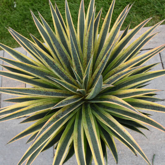 Mangave 'Pineapple Punch', Pineapple Punch Mangave, Succulent, Perennial Succulent
