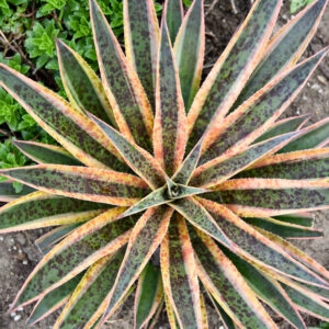 Mangave 'Pineapple Punch', Pineapple Punch Mangave, Succulent, Perennial Succulent