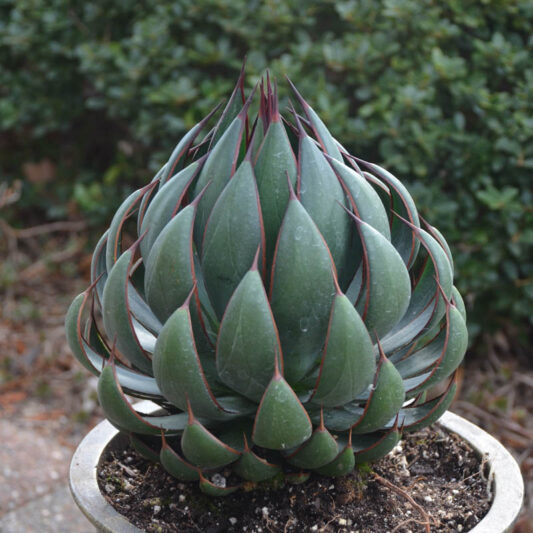 Mangave 'Praying Hands', Praying Hands Mangave, Succulent, Perennial Succulent