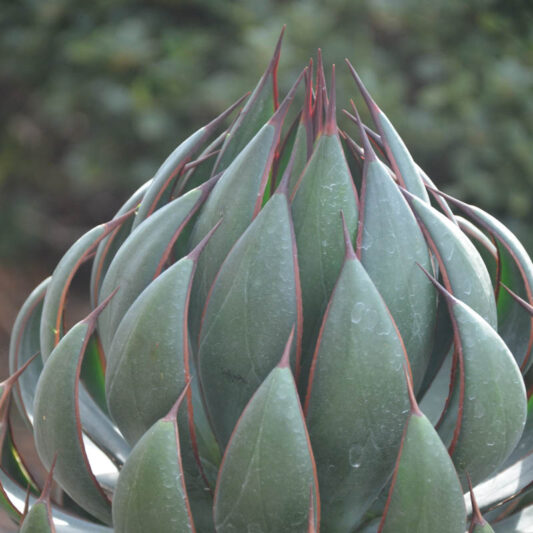 Mangave 'Praying Hands', Praying Hands Mangave, Succulent, Perennial Succulent