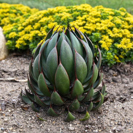 Mangave 'Praying Hands', Praying Hands Mangave, Succulent, Perennial Succulent