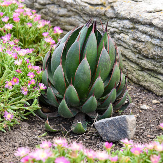 Mangave 'Praying Hands', Praying Hands Mangave, Succulent, Perennial Succulent