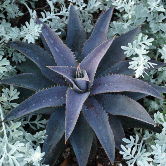 Mangave 'Purple People Eater', Purple People Eater Mangave, Succulent, Perennial Succulent