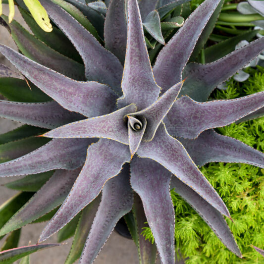 Mangave 'Purple People Eater', Purple People Eater Mangave, Succulent, Perennial Succulent