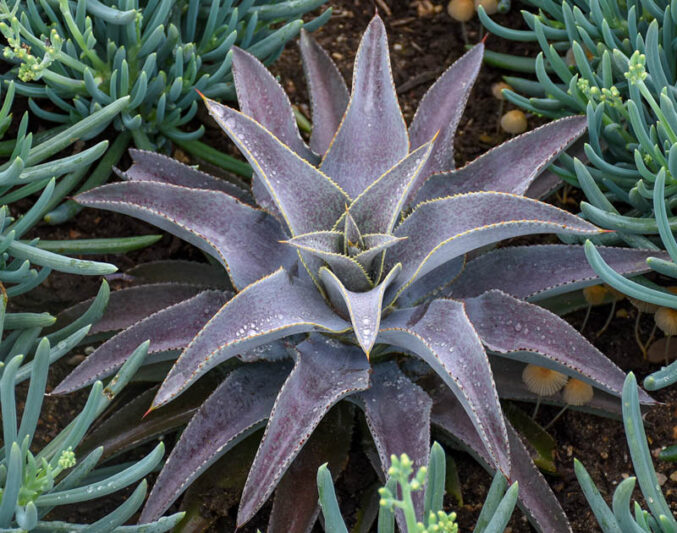 Mangave 'Purple People Eater', Purple People Eater Mangave, Succulent, Perennial Succulent