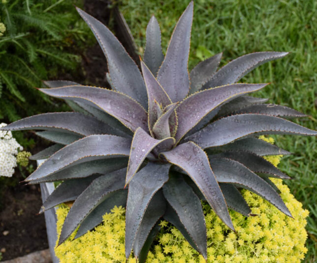 Mangave 'Purple People Eater', Purple People Eater Mangave, Succulent, Perennial Succulent