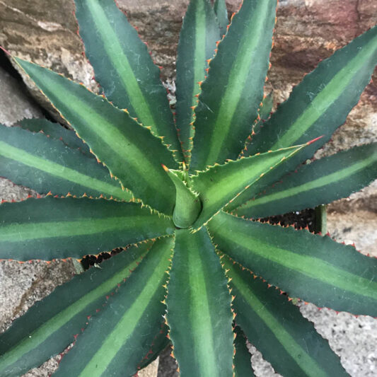 Mangave 'Racing Stripes', Racing Stripes Mangave, Succulent, Perennial Succulent