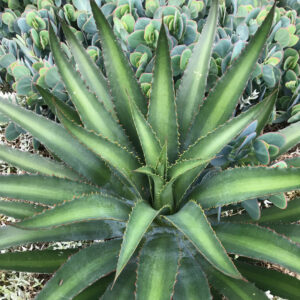 Mangave 'Racing Stripes', Racing Stripes Mangave, Succulent, Perennial Succulent