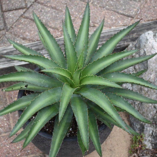 Mangave 'Racing Stripes', Racing Stripes Mangave, Succulent, Perennial Succulent