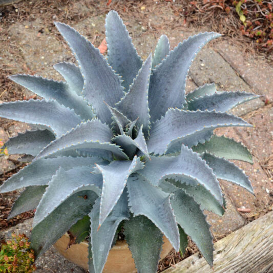 Mangave 'Silver Fox', Silver Fox Mangave, Succulent, Perennial Succulent