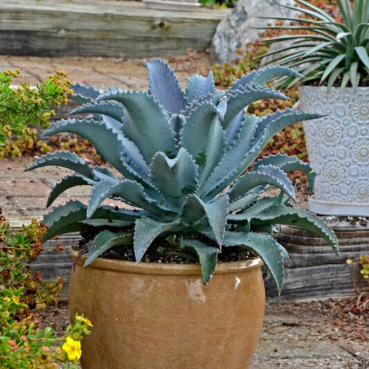 Mangave 'Silver Fox', Silver Fox Mangave, Succulent, Perennial Succulent