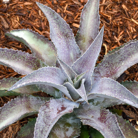 Mangave 'Silver Fox', Silver Fox Mangave, Succulent, Perennial Succulent