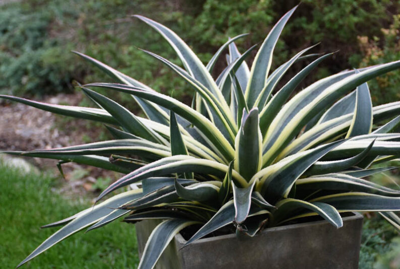 Mangave 'Snow Leopard', Snow Leopard Mangave, Succulent, Perennial Succulent