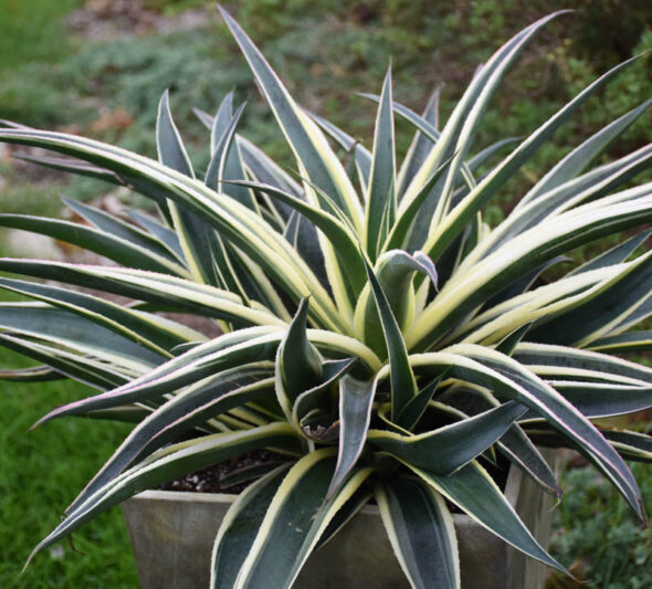 Mangave 'Snow Leopard', Snow Leopard Mangave, Succulent, Perennial Succulent