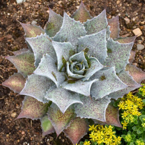 Mangave 'Sponge Paint', Sponge Paint Mangave, Succulent, Perennial Succulent