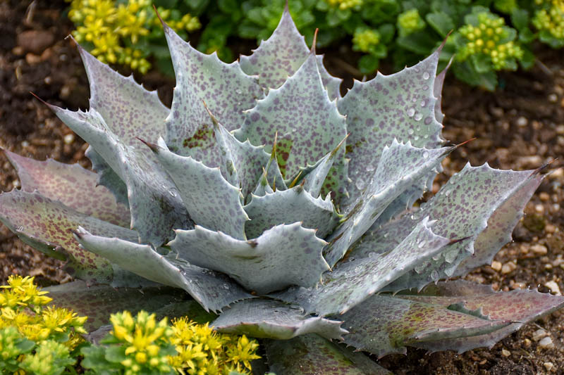 Mangave 'Sponge Paint', Sponge Paint Mangave, Succulent, Perennial Succulent