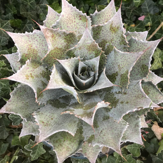 Mangave 'Sponge Paint', Sponge Paint Mangave, Succulent, Perennial Succulent