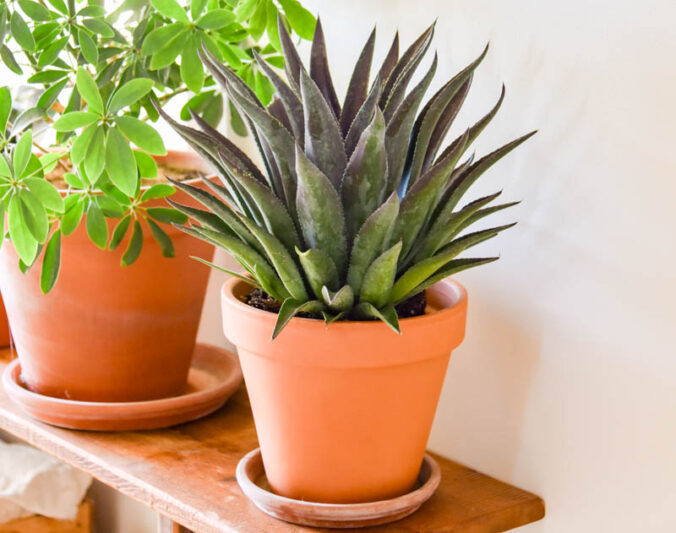Mangave 'Thunderbird', Thunderbird Mangave, Succulent, Perennial Succulent