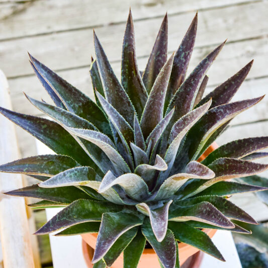 Mangave 'Thunderbird', Thunderbird Mangave, Succulent, Perennial Succulent