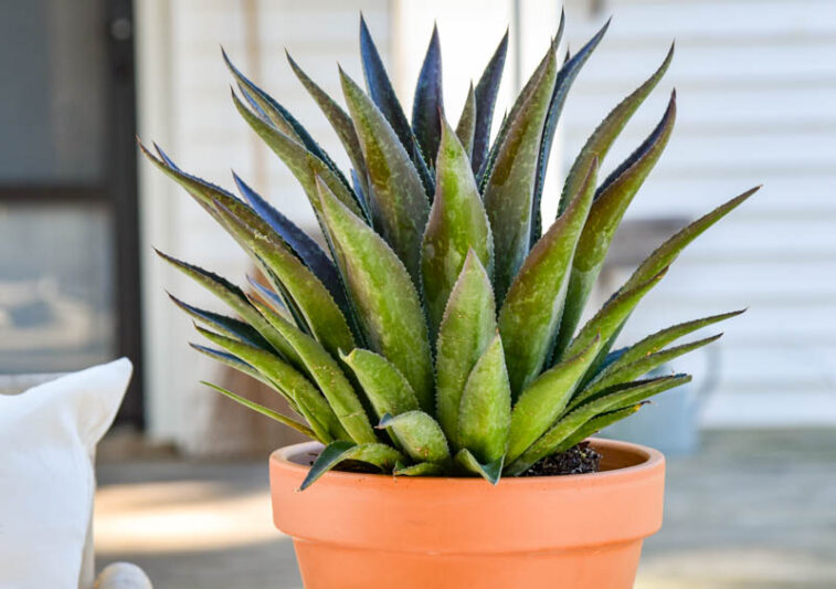 Mangave 'Thunderbird', Thunderbird Mangave, Succulent, Perennial Succulent
