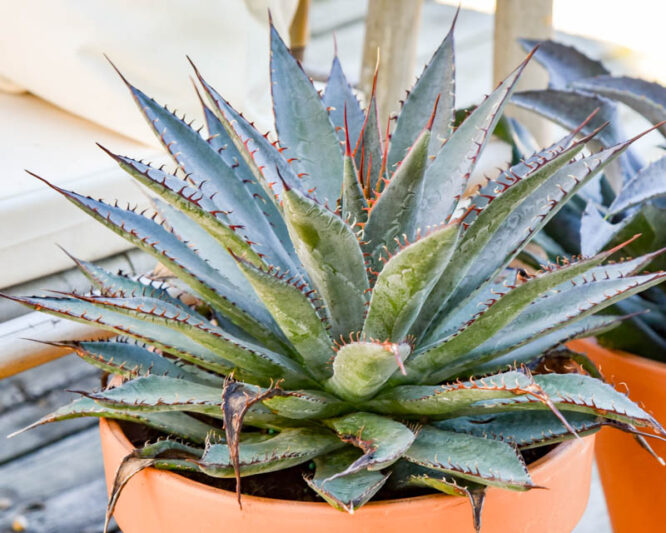 Mangave 'Tooth Fairy', Tooth Fairy Mangave, Succulent, Perennial Succulent